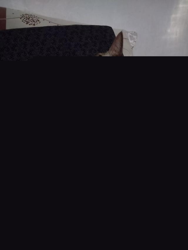 我家的小猫太活跃了,像多动症一样怎么办呀?