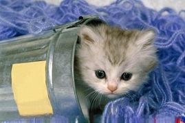 从猫咪排泄物可以看出哪些疾病呢?