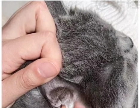 我家小猫耳朵里很脏，怎么办？