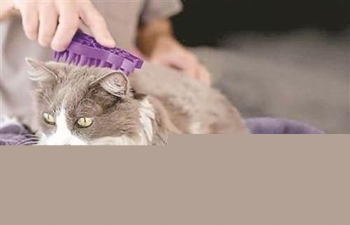 猫咪吐不出毛球会有什么反应，该怎么办？