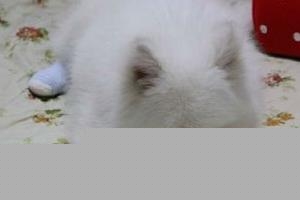 一两个月的萨摩耶幼犬为什么总爱咬人？