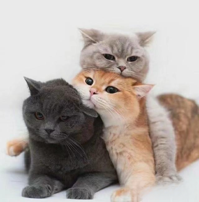 小猫受伤后大小便失禁了?