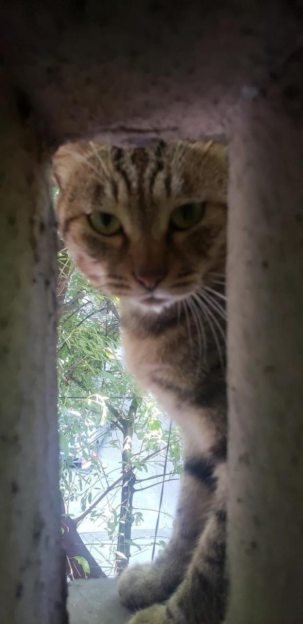 如果有一天你变成了一只猫,你会怎么做?