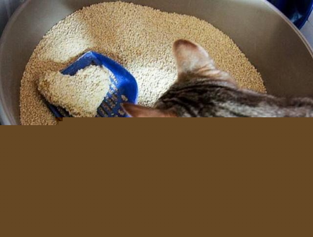 养猫怎么保持家里干净？