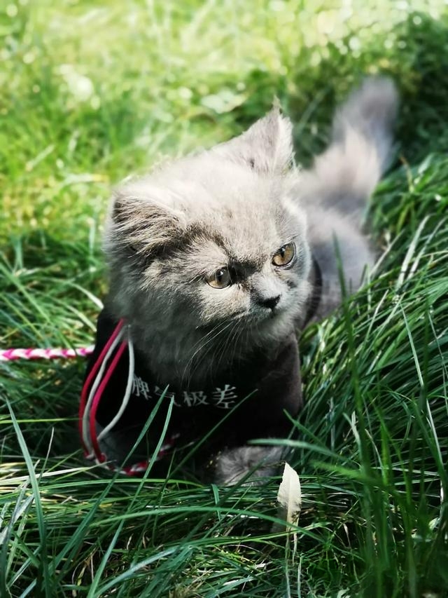 猫怎么那么喜欢让人抱着,且抚摸时它还发出呼噜咕咕的声音?