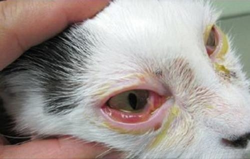 小猫得了猫鼻支怎么办?