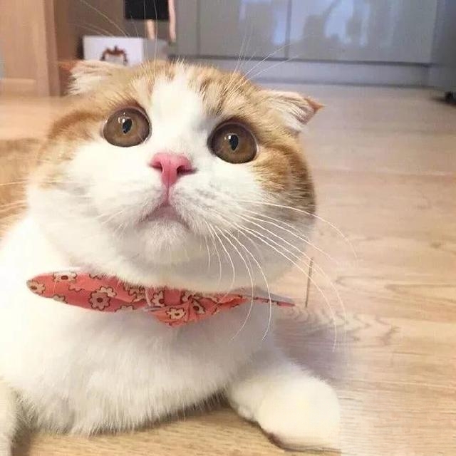 为什么猫会变得很肥?