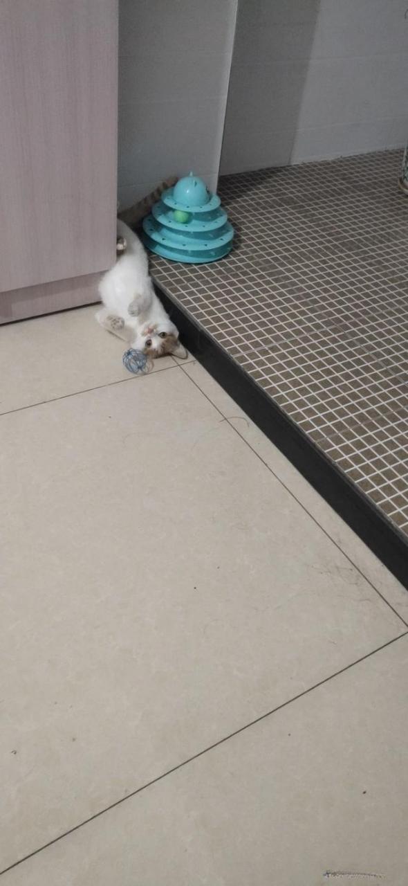 摸猫什么地方比较舒服?