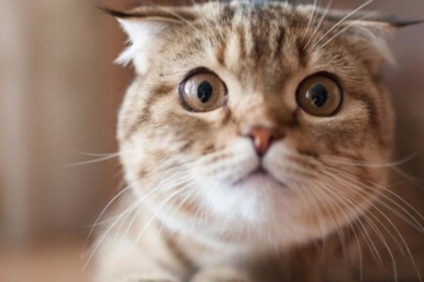 小猫得了猫鼻支怎么办？