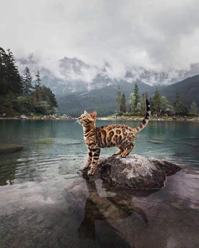 猫得了肺炎怎么办？