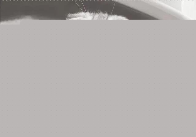 养猫怎么保持家里干净？