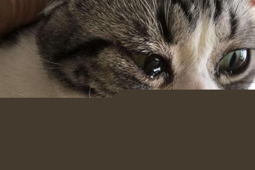 我家猫右眼睛老出水而且眼屎糊在眼睛上怎么办？