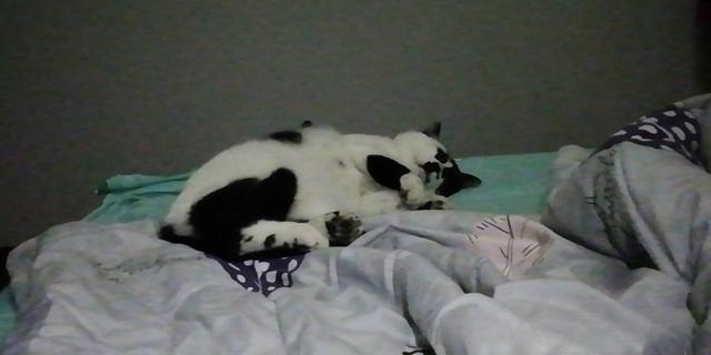 刚出生一周多的小猫一只大猫不在没有吃的能坚持多久?