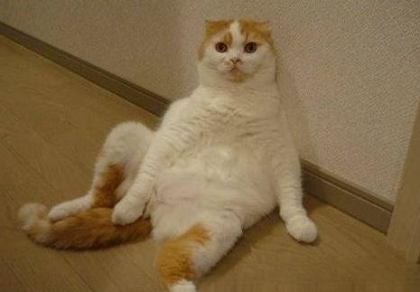 猫的坐姿？