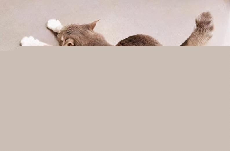 小猫屁股很臭怎么办啊?