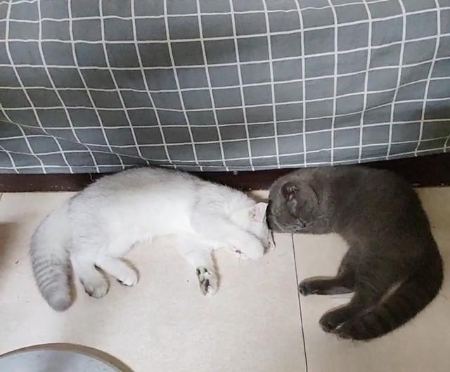 为什么家里的猫咪喜欢挨着人睡觉?