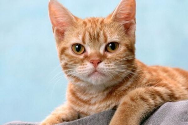 小猫得了猫鼻支怎么办？