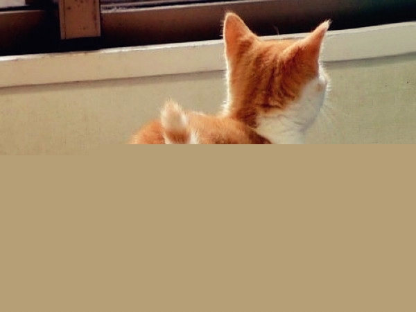 小猫屁股很臭怎么办啊？