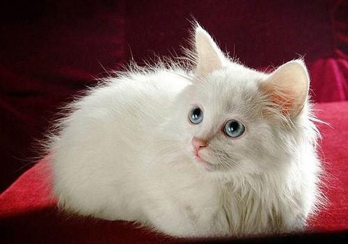 猫的脚流血了？