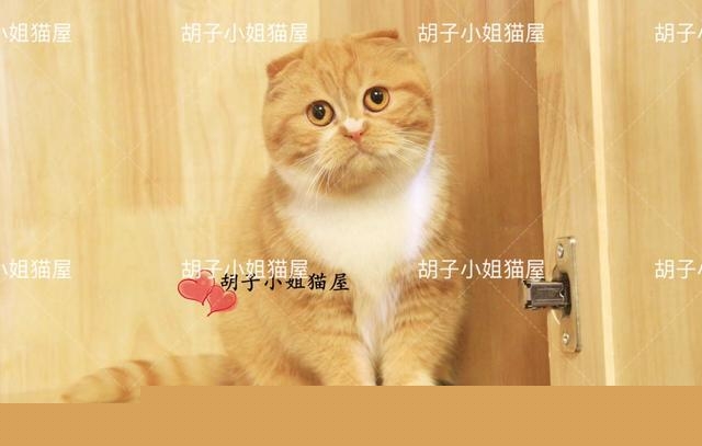 最近给猫咪买了各种猫粮，想调换着给它吃，经常换粮对猫咪好吗？
