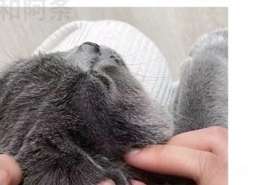 我家小猫耳朵里很脏，怎么办？