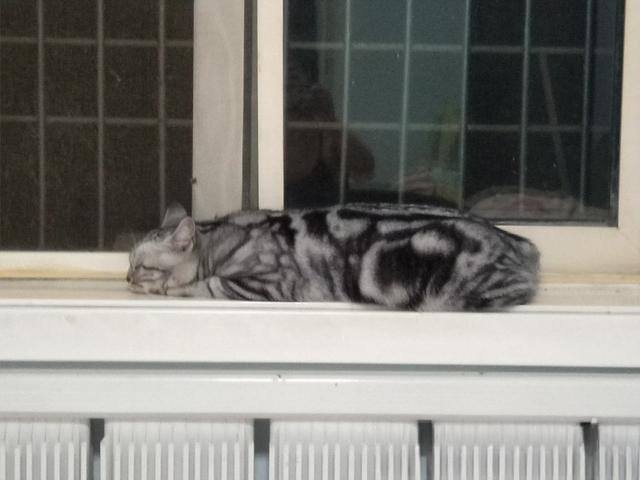 猫咪自己过夜会孤独吗?