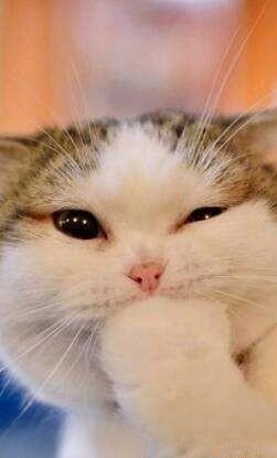 摸猫什么地方比较舒服?