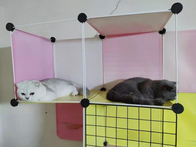 为什么家里的猫咪喜欢挨着人睡觉?