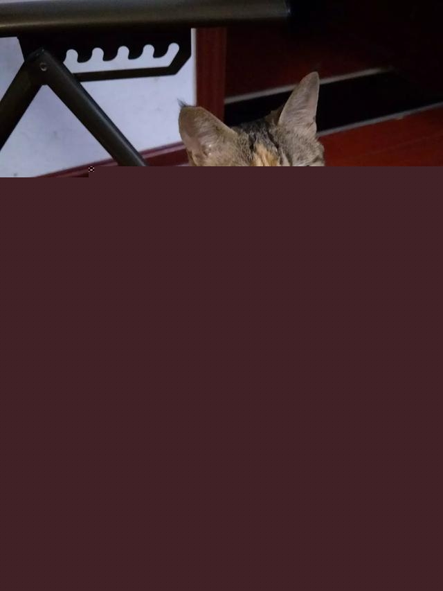 我家的小猫太活跃了,像多动症一样怎么办呀?