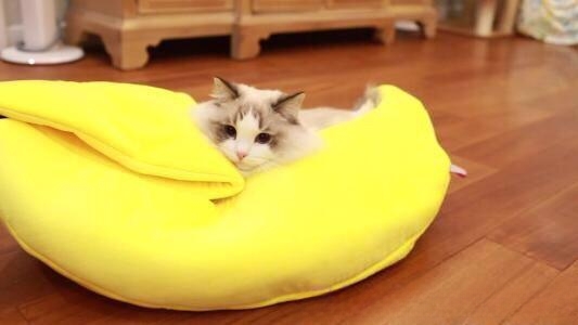 如何让猫喜欢一个新窝?