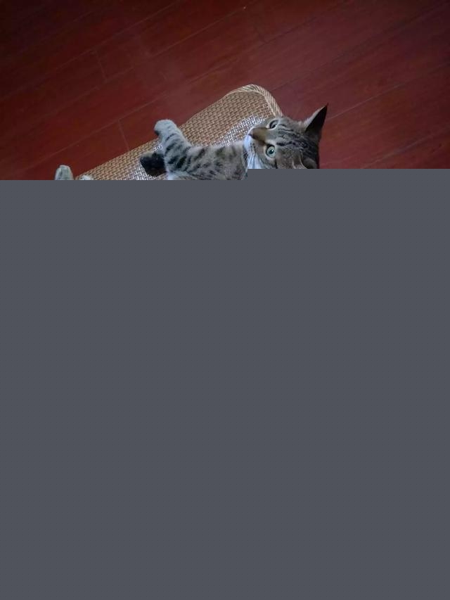 我家的小猫太活跃了,像多动症一样怎么办呀?