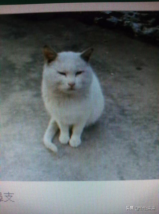 小猫总是一吃完饭就流眼泪怎么办？