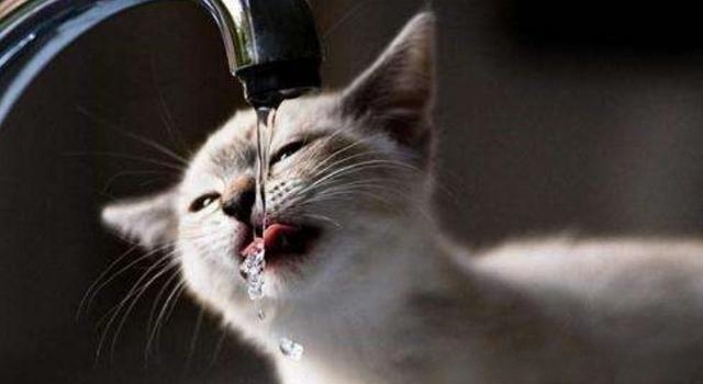 天气很热，猫咪喝水却比平时少。为什么？急！谢谢？