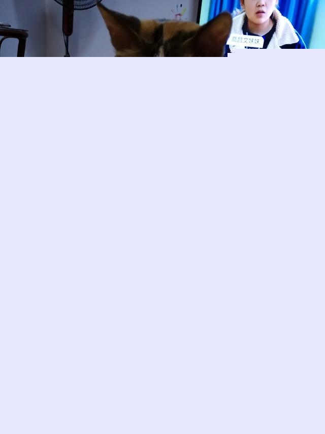 我家的小猫太活跃了，像多动症一样怎么办呀？