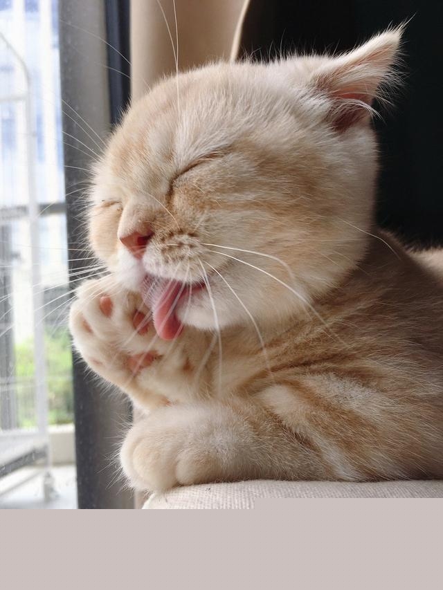 我家猫两个月了，今天没注意，从二楼摔下来了，走路有点瘸脚，我应该怎么做，爬小楼梯还是能爬的？