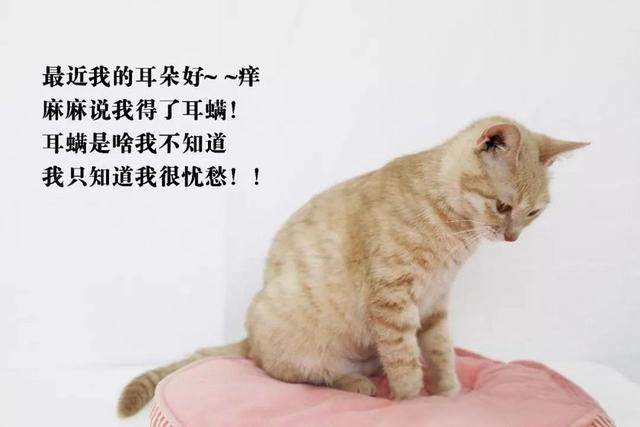 猫耳朵臭但不脏,猫咪耳朵臭味是怎么回事?