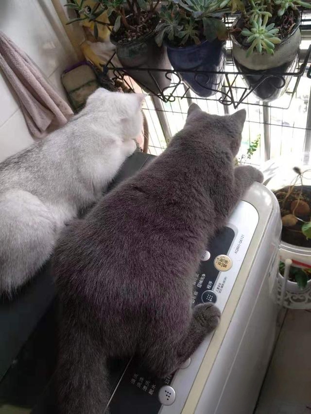 为什么家里的猫咪喜欢挨着人睡觉?