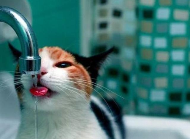 天气很热，猫咪喝水却比平时少。为什么？急！谢谢？