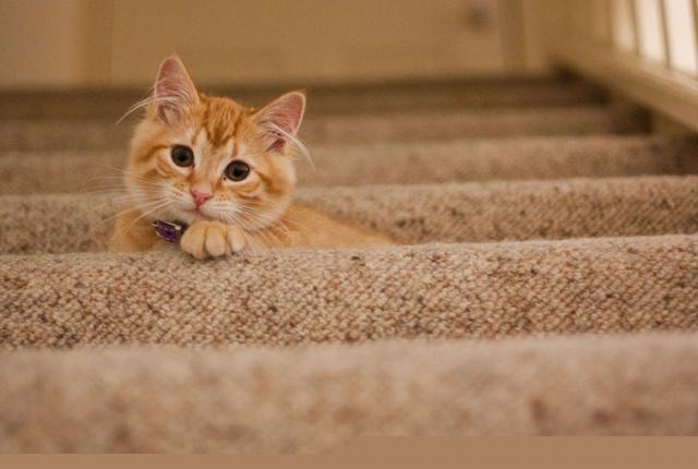 养猫怎么保持家里干净？