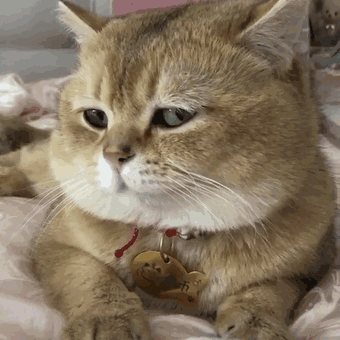 如果有一天你变成了一只猫,你会怎么做?