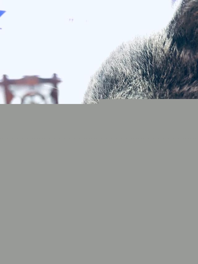 养猫怎么保持家里干净？