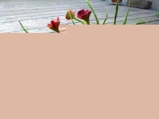 咨询养猫人士，需要准备猫窝给猫睡觉么？