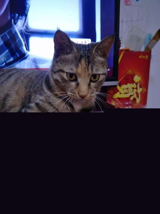 我家的小猫太活跃了,像多动症一样怎么办呀?