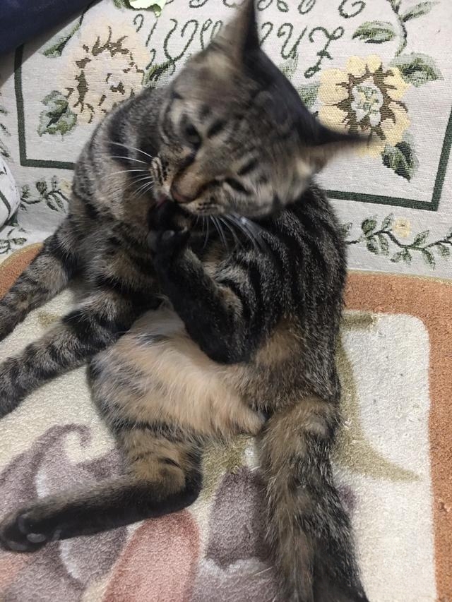 求助,猫咪是只尿床精该怎么办?