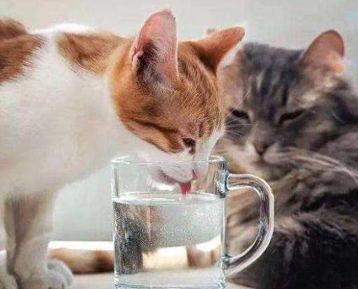 天气很热，猫咪喝水却比平时少。为什么？急！谢谢？