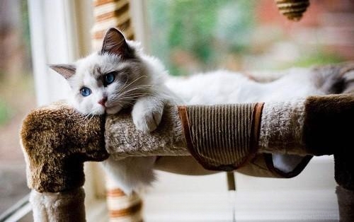 猫的脚流血了？