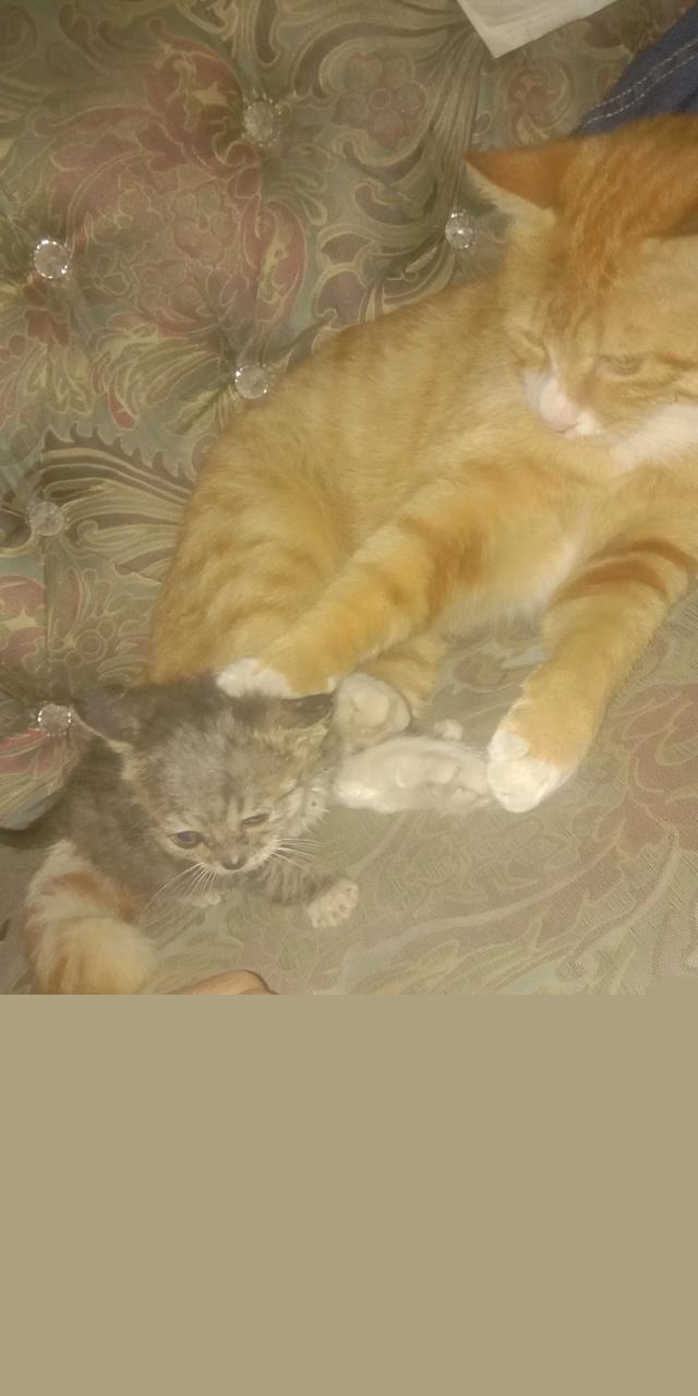 养猫怎么保持家里干净？