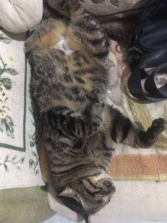 求助,猫咪是只尿床精该怎么办?