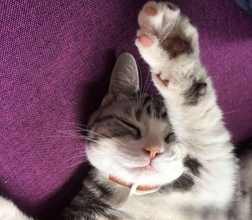 如果有一天你变成了一只猫,你会怎么做?