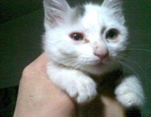 小猫得了猫鼻支怎么办？